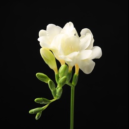 Photo of Beautiful freesia with fragrant flowers on black background