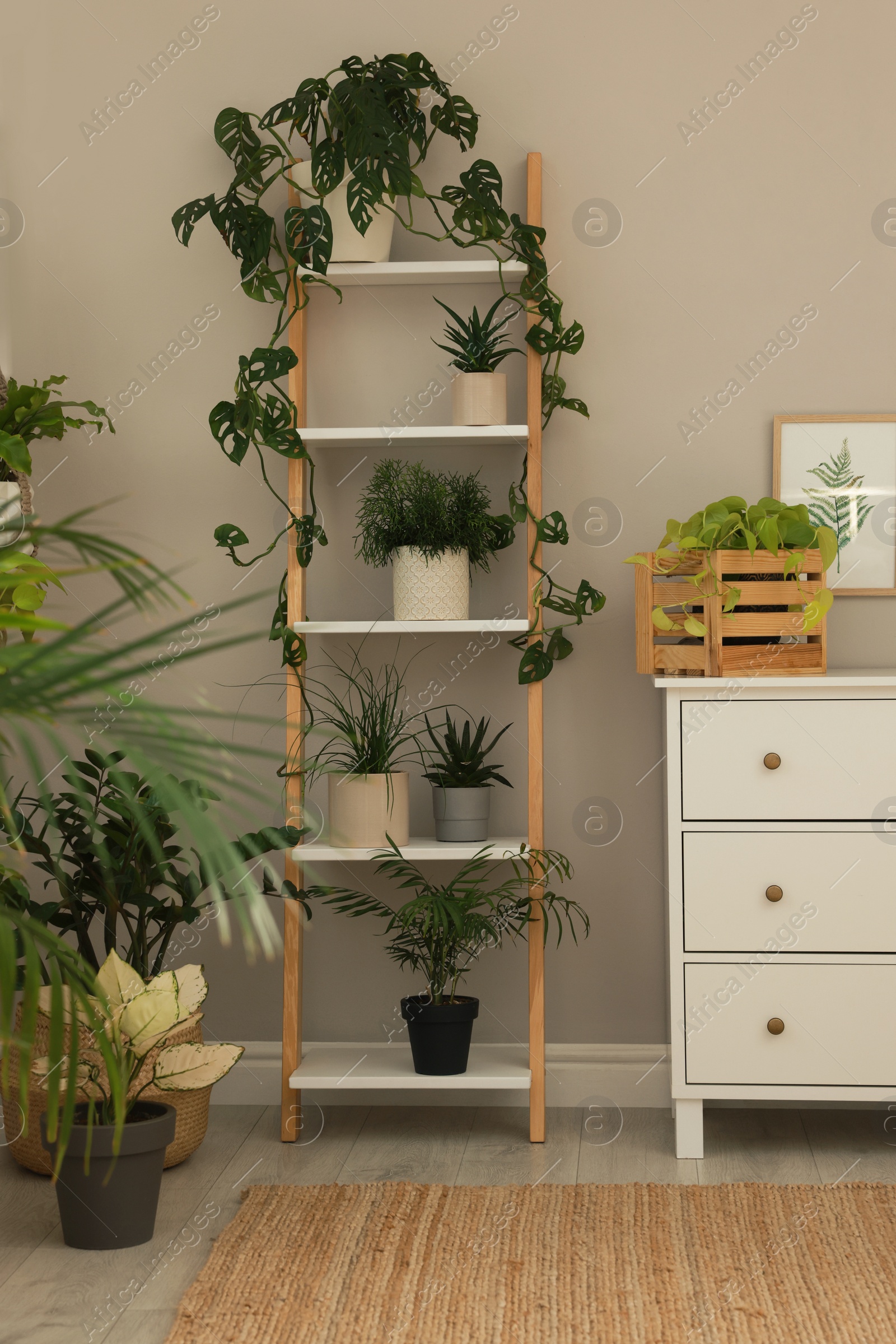 Photo of Stylish room interior with beautiful houseplants and furniture near grey wall