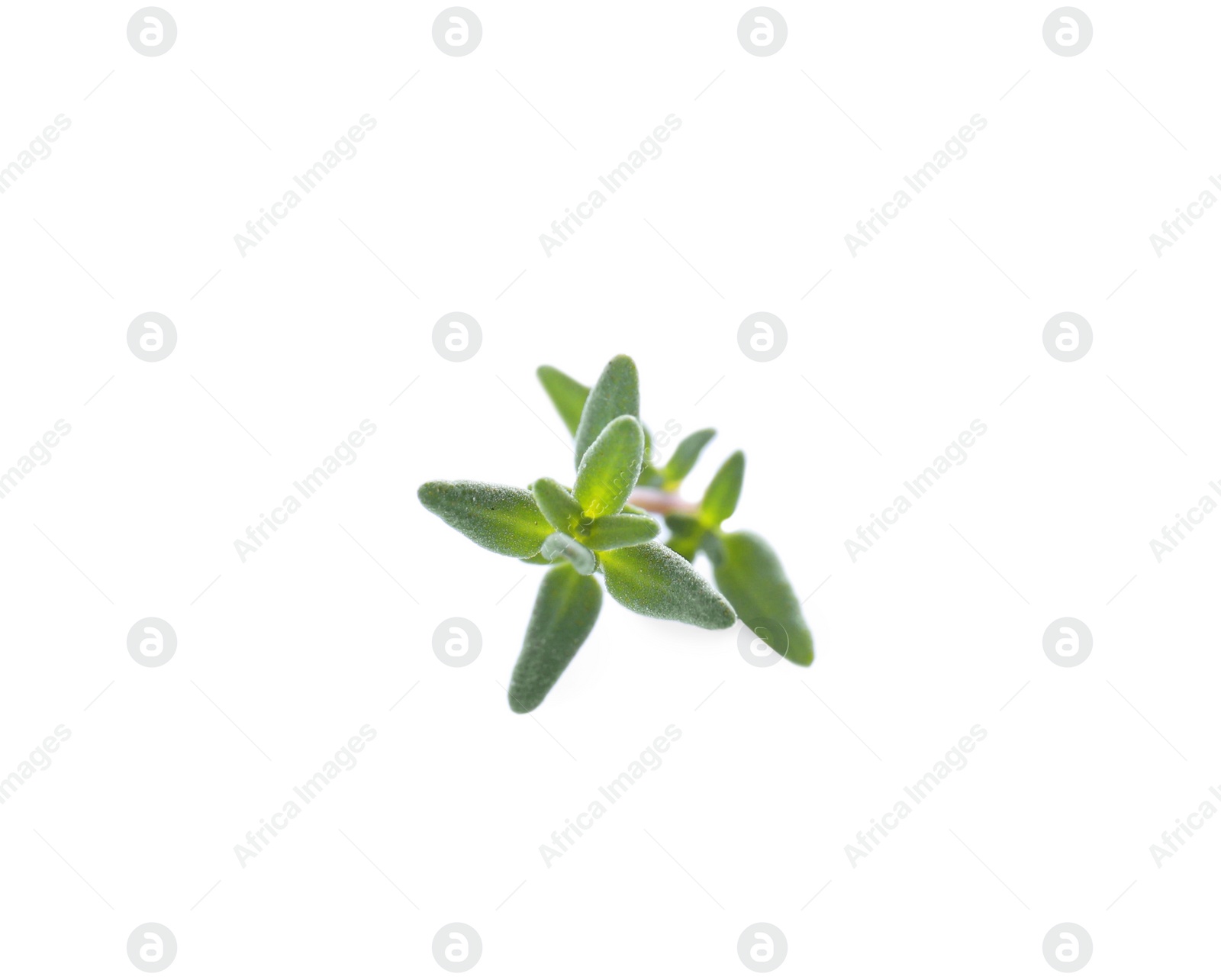 Photo of Fresh green thyme sprig isolated on white