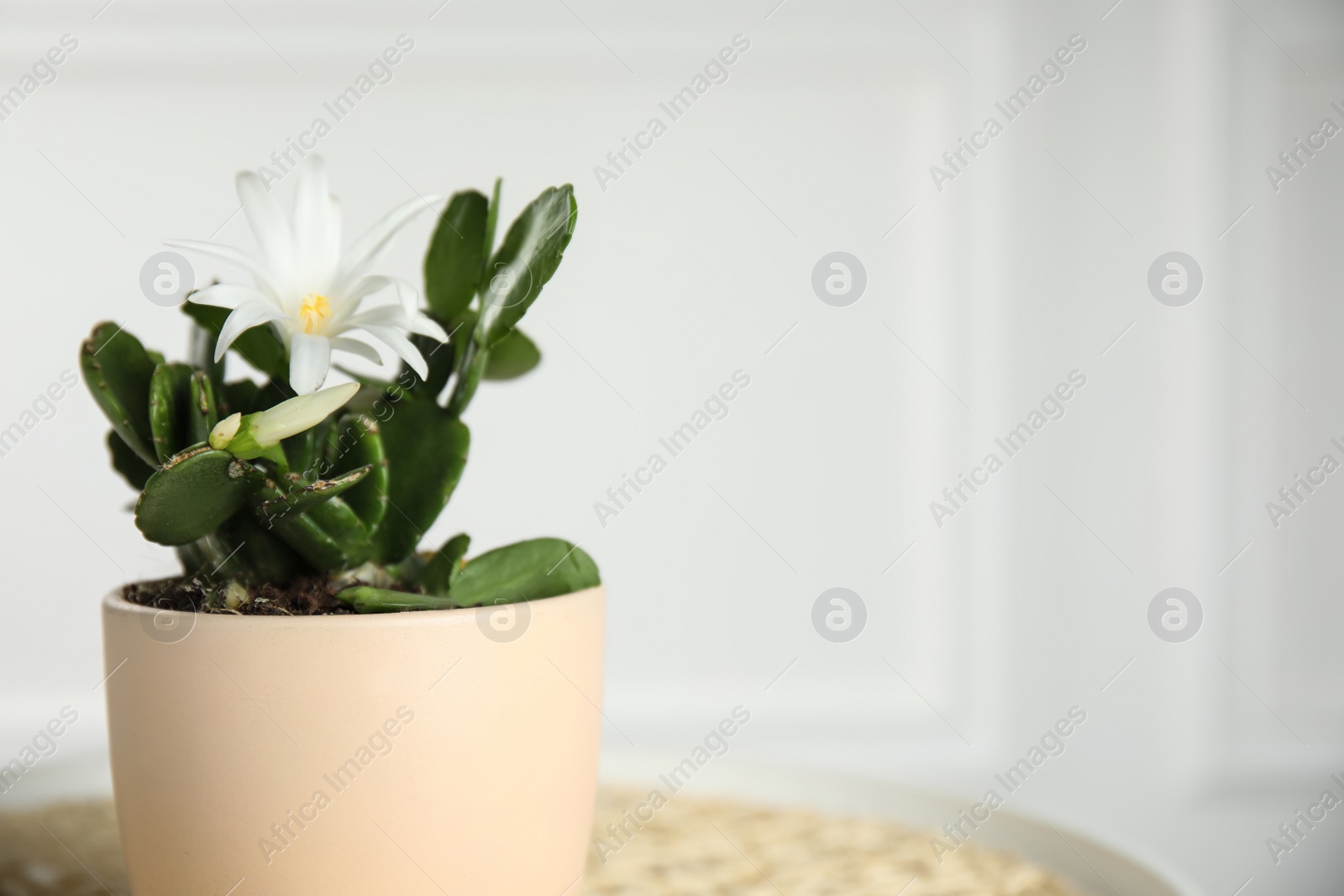 Photo of Beautiful blooming Schlumbergera (Christmas or Thanksgiving cactus) in pot against white wall, closeup. Space for text