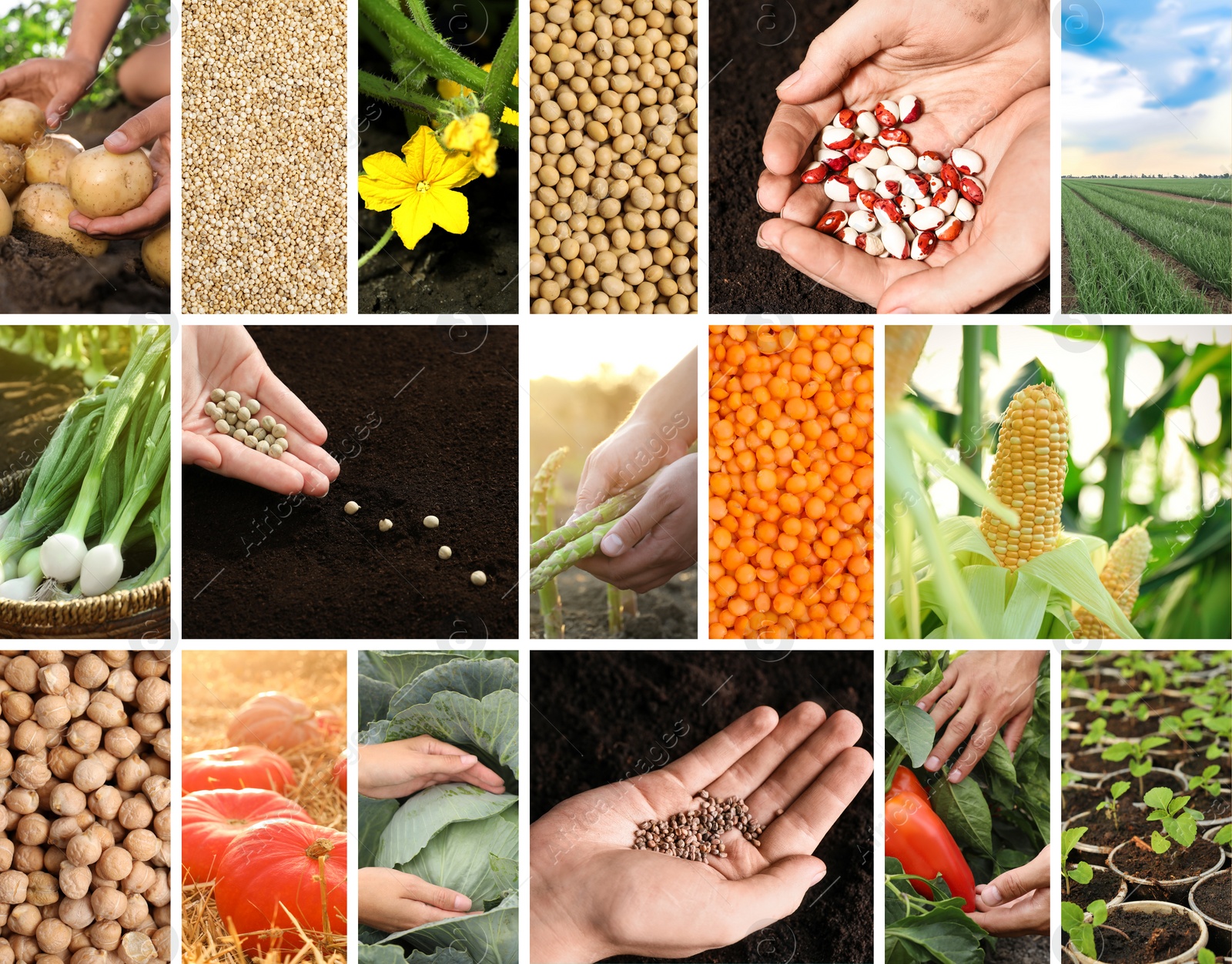 Image of Collage with different photos of vegetables, legumes and seeds. Vegan lifestyle