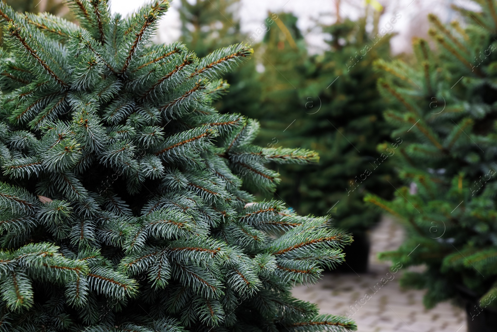 Photo of Potted coniferous plants at Christmas tree market