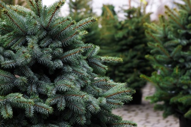 Potted coniferous plants at Christmas tree market