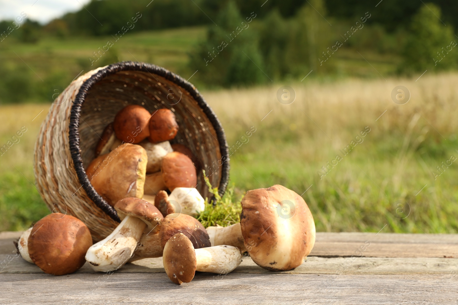 Photo of Fresh wild mushrooms on wooden table outdoors, space for text