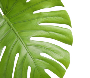 Photo of Fresh green tropical leaf isolated on white, closeup