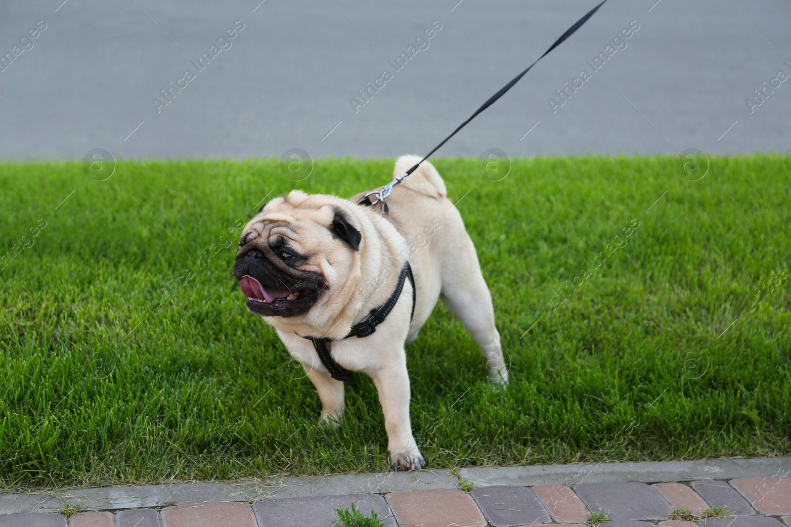 Photo of Cute pug with leash on green lawn outdoors. Dog walking