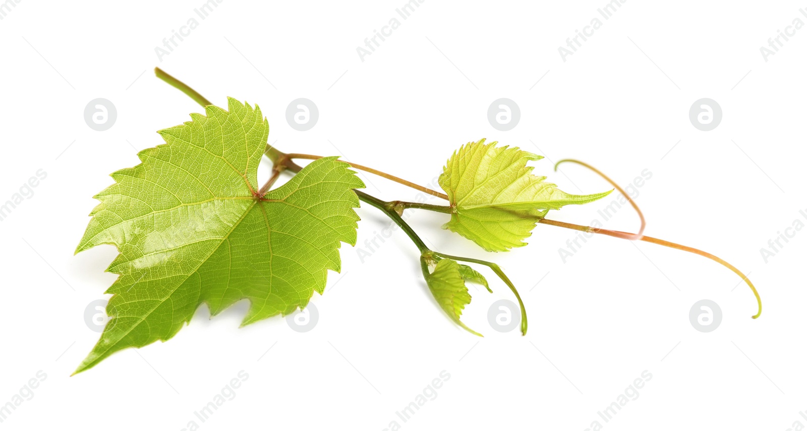 Photo of Fresh green grape leaves on white background