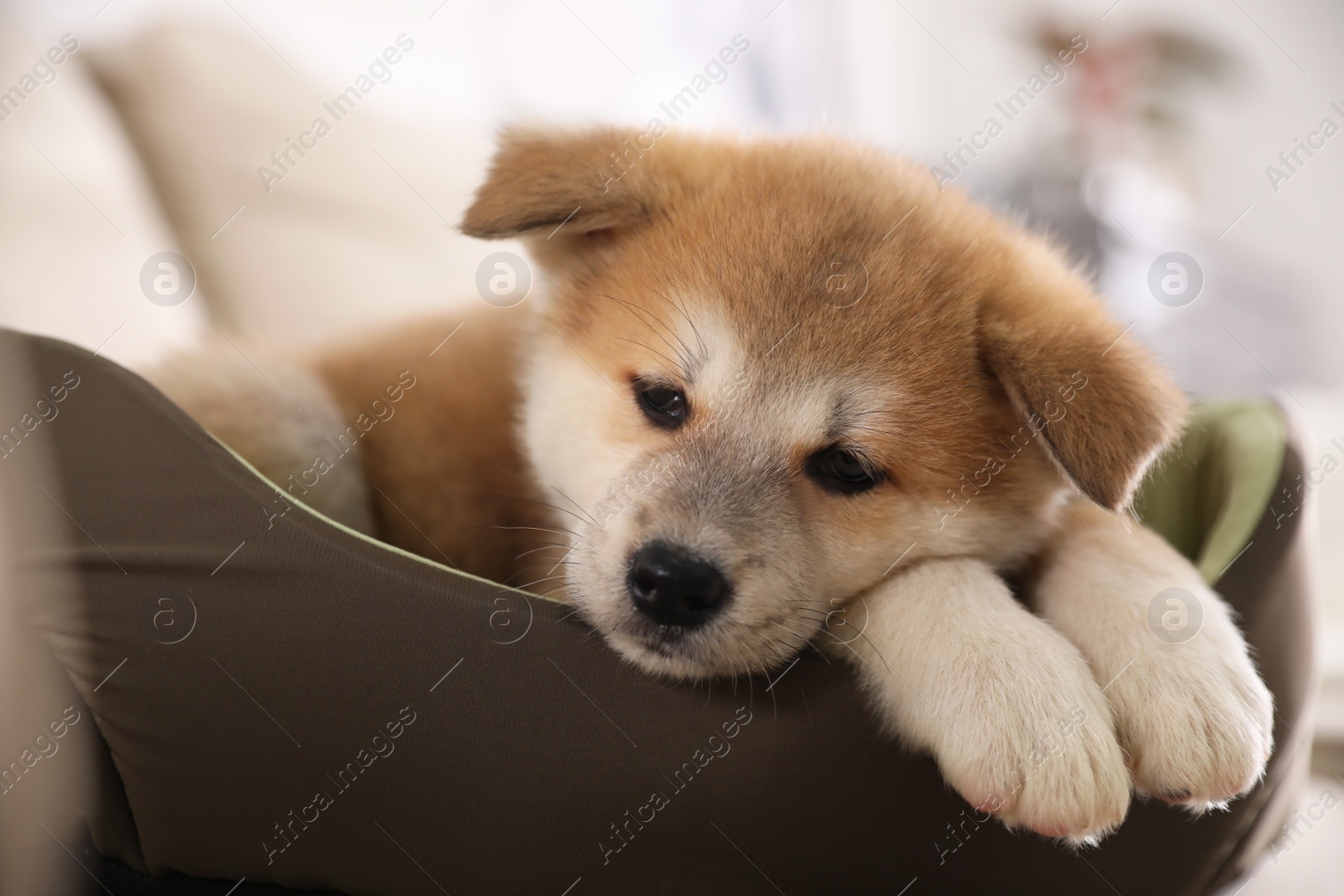 Photo of Adorable Akita Inu puppy in dog bed indoors