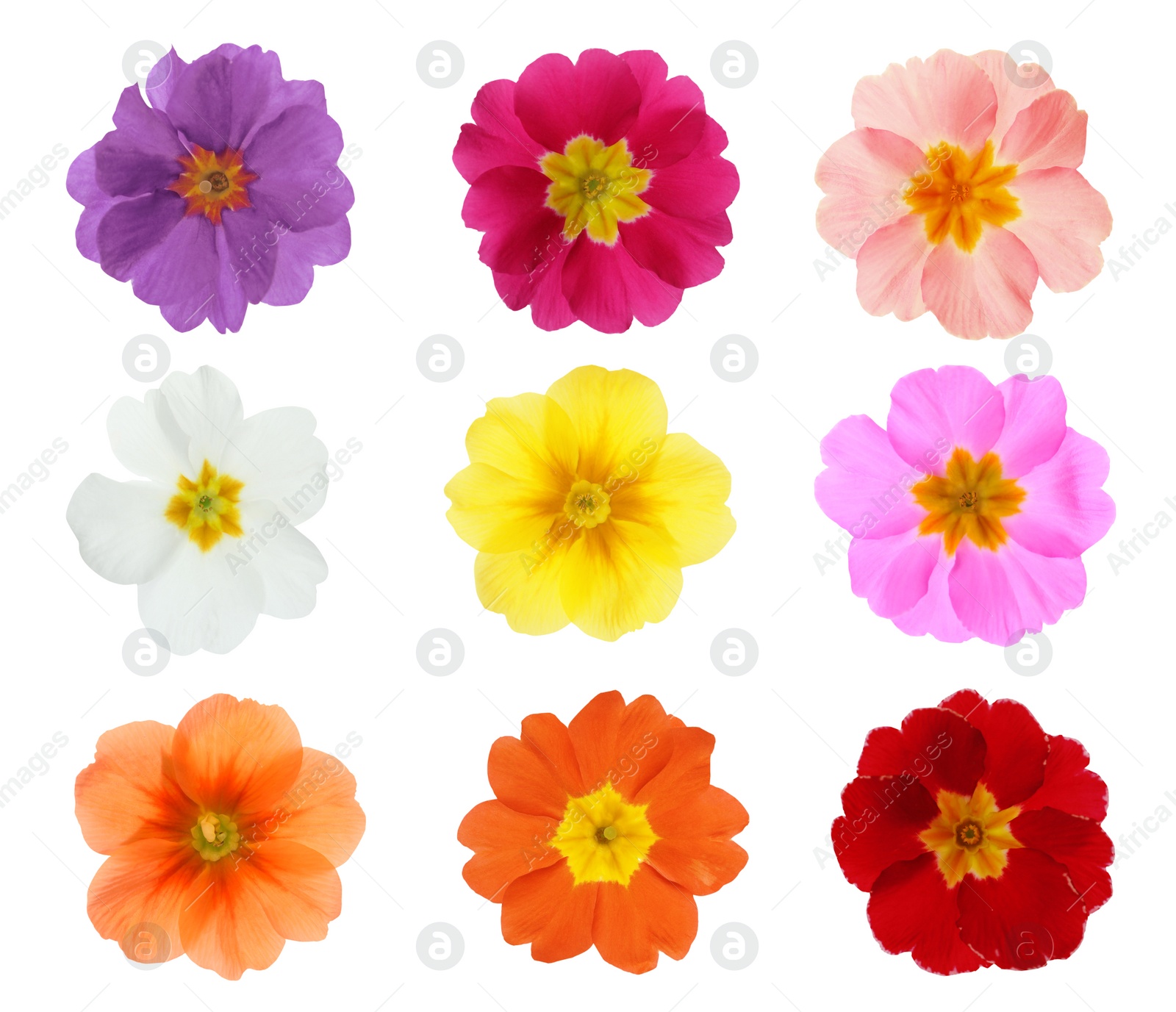 Image of Set with different beautiful primula (primrose) flowers on white background. Spring blossom