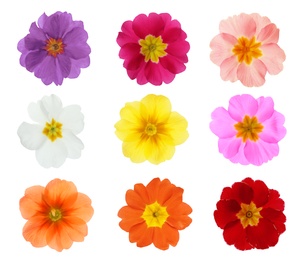 Image of Set with different beautiful primula (primrose) flowers on white background. Spring blossom