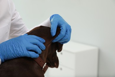 Photo of Veterinarian examining dog's skin for ticks in clinic, closeup