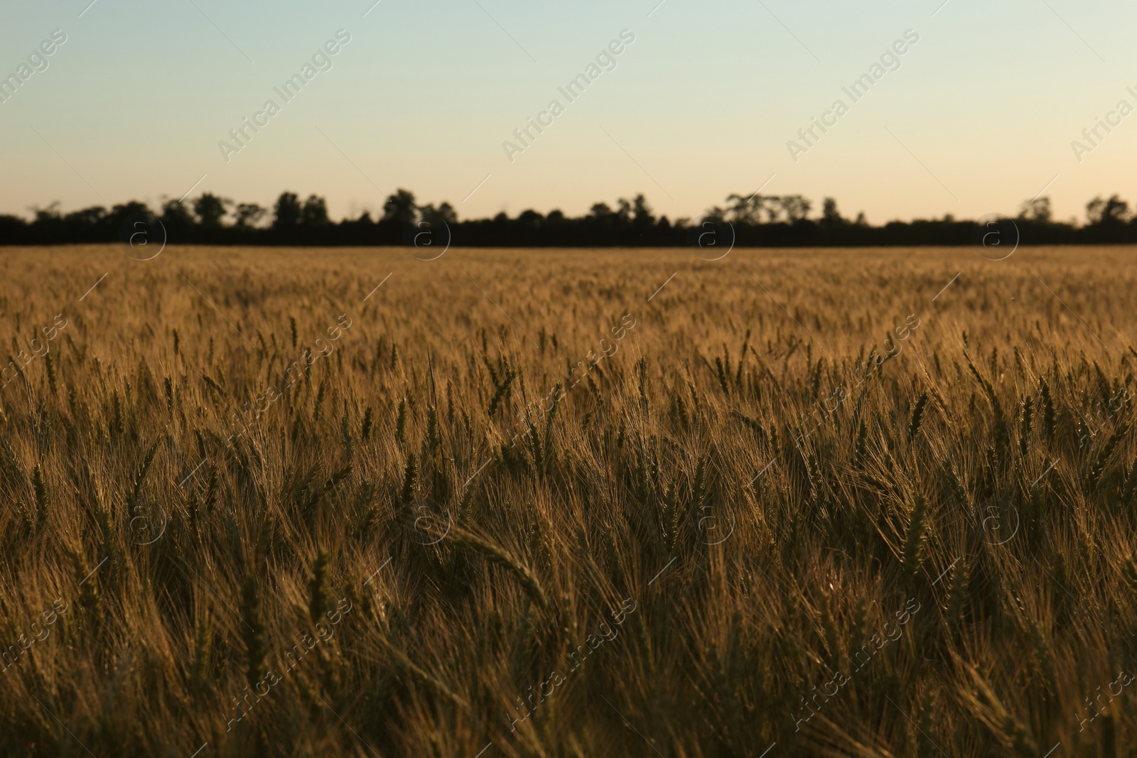 Photo of Beautiful agricultural field with ripening wheat crop