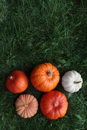 Photo of Many ripe pumpkins among green grass outdoors, flat lay. Space for text