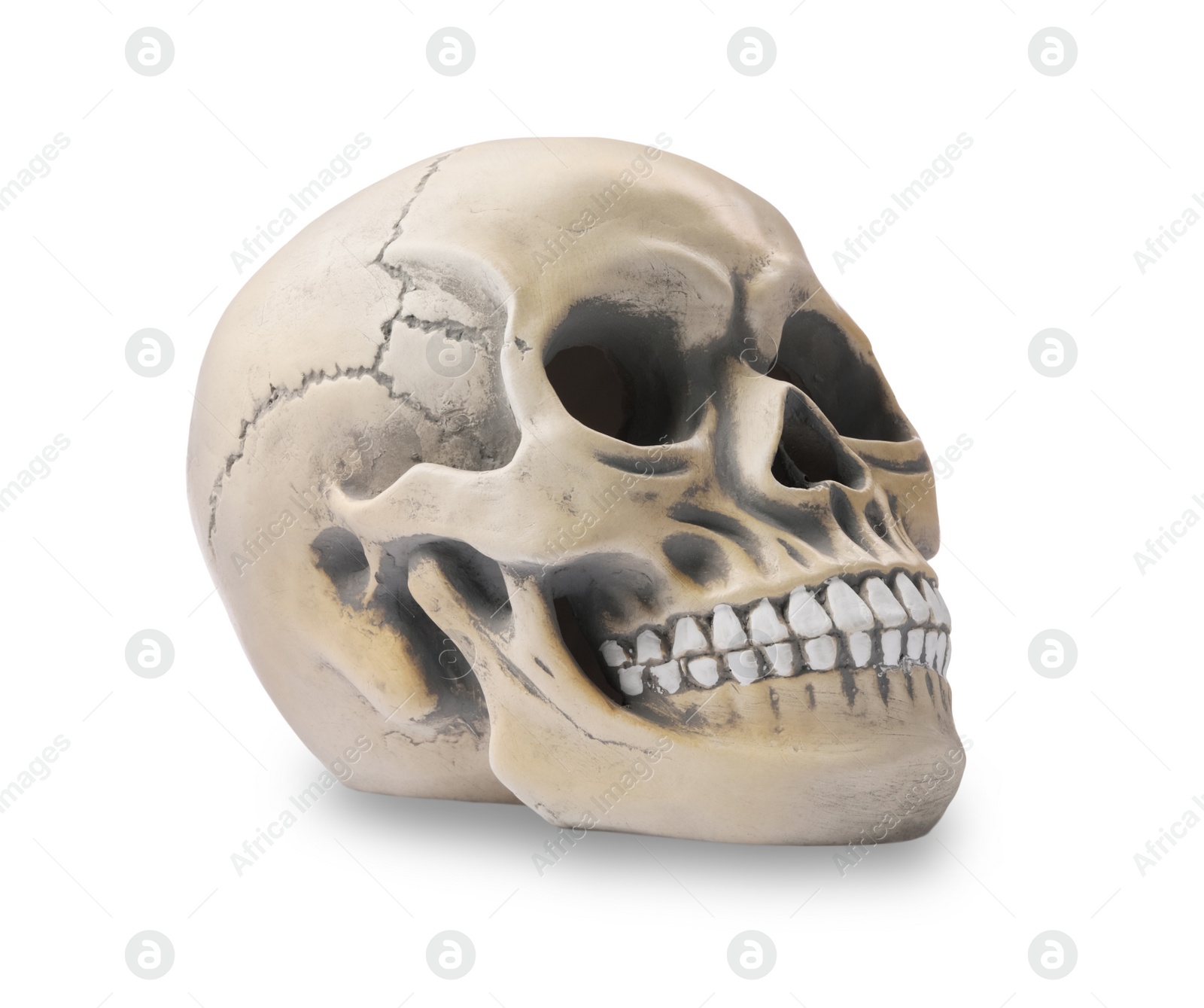 Photo of Human skull with teeth isolated on white