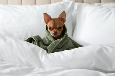 Photo of Cute Chihuahua dog wrapped in towel on bed. Pet friendly hotel