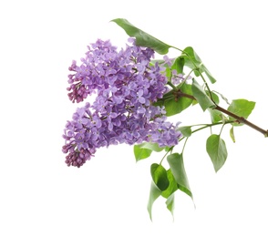 Photo of Branch of blossoming lilac on white background. Spring flowers