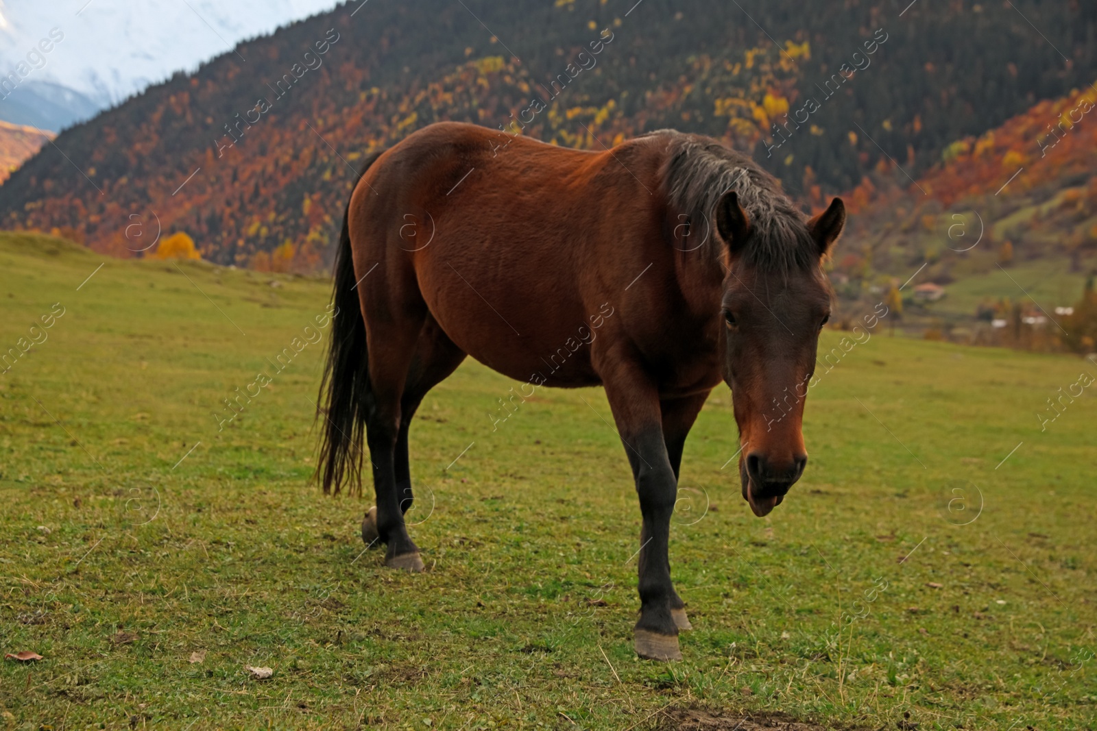 Photo of Brown horse in mountains on sunny day. Beautiful pet