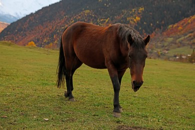 Photo of Brown horse in mountains on sunny day. Beautiful pet