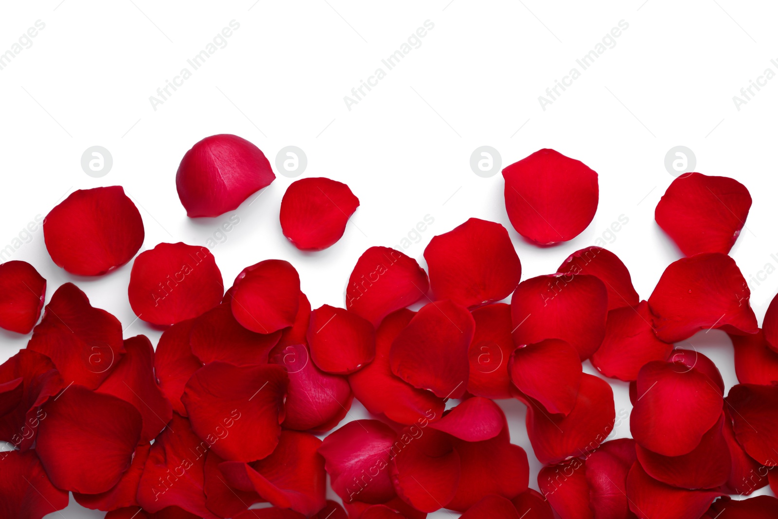 Photo of Red rose petals on white background, top view