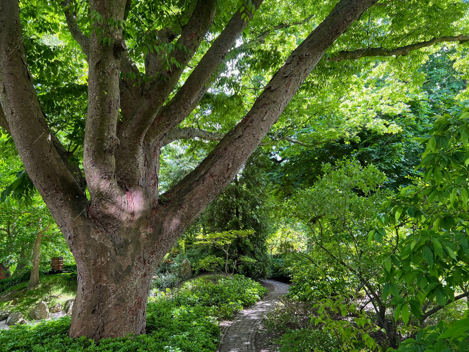 Photo of Beautiful big tree with green leaves and other plants in park