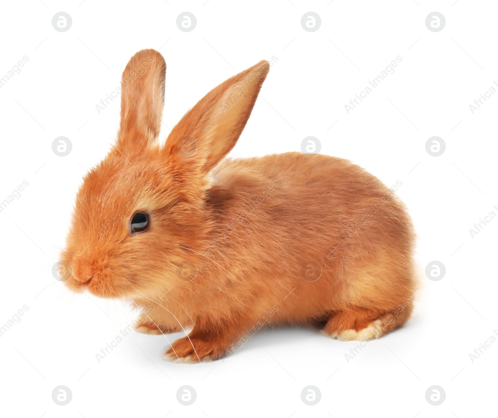 Photo of Adorable fluffy bunny rabbit on white background