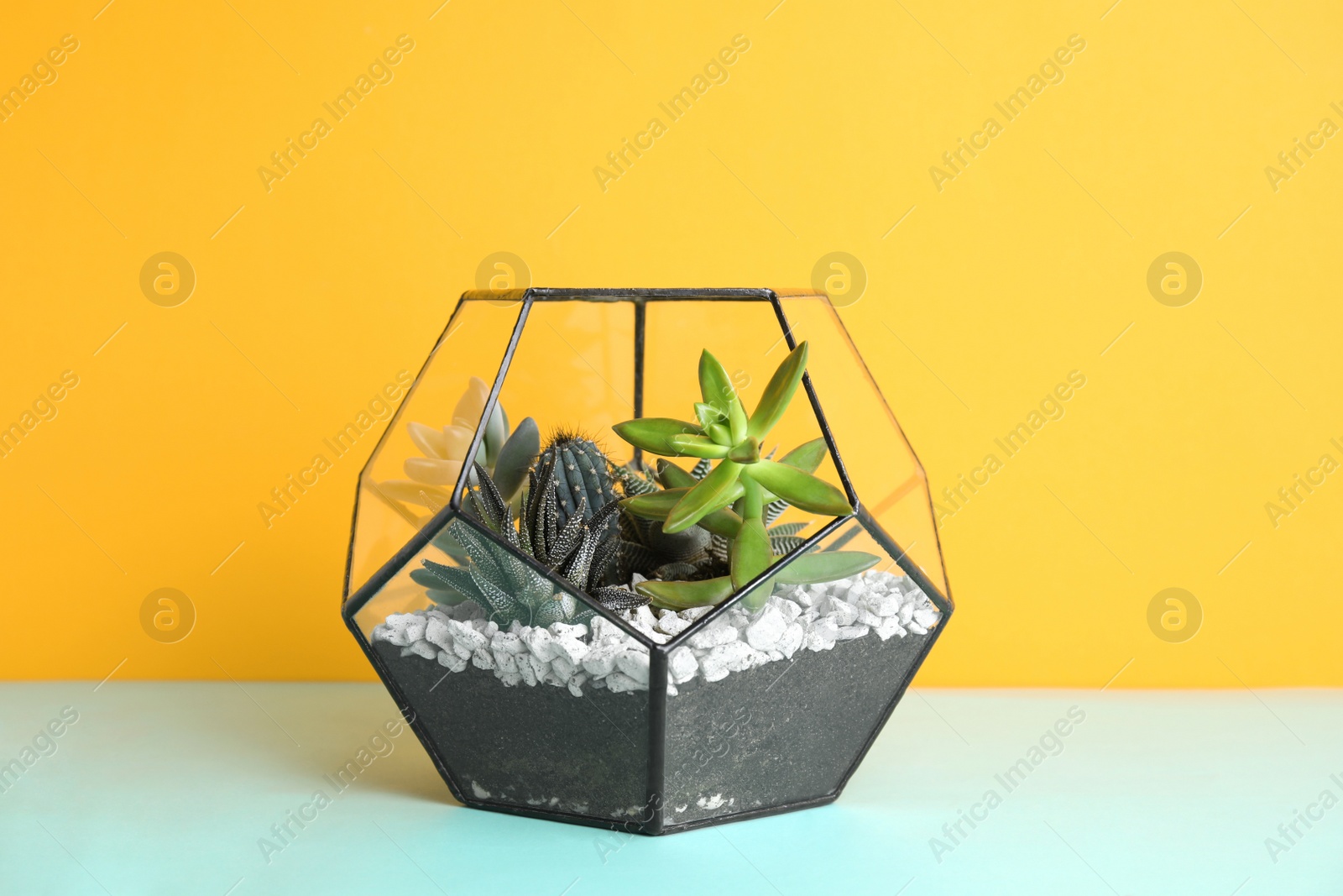 Photo of Glass florarium with different succulents on color background