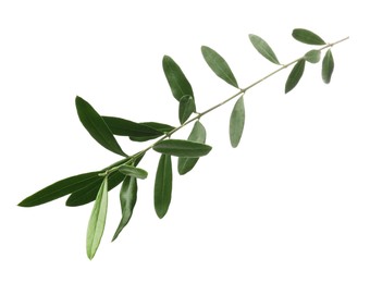 Olive twig with fresh green leaves isolated on white