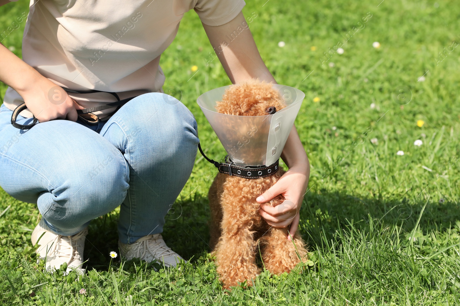 Photo of Woman with her cute Maltipoo dog in Elizabethan collar outdoors, closeup