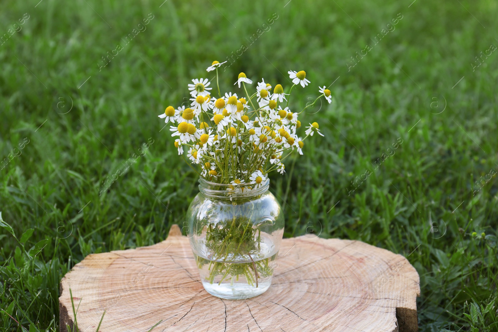 Photo of Beautiful bouquet of chamomiles in jar on stump outdoors