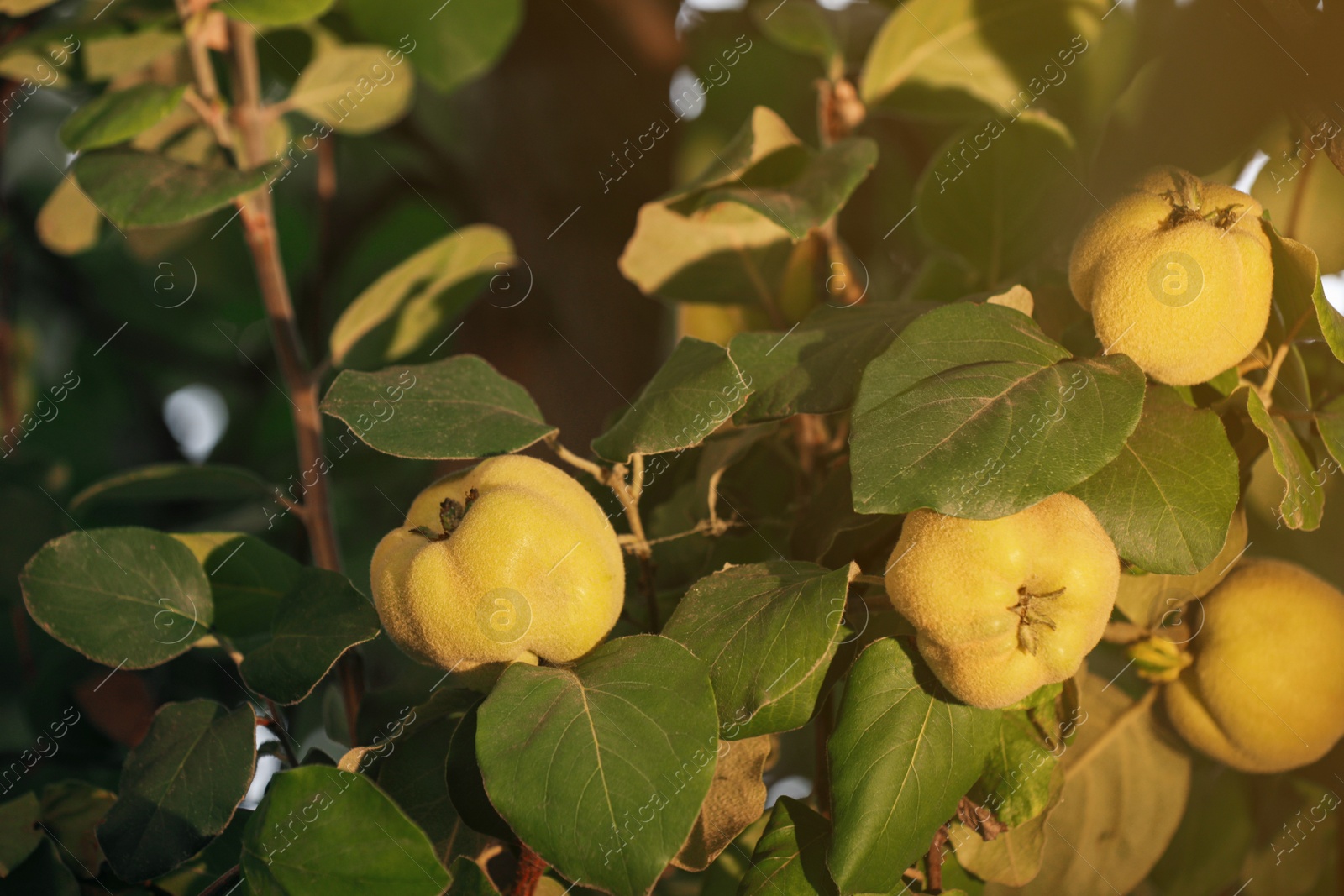 Photo of Quince tree branch with fruits outdoors, closeup