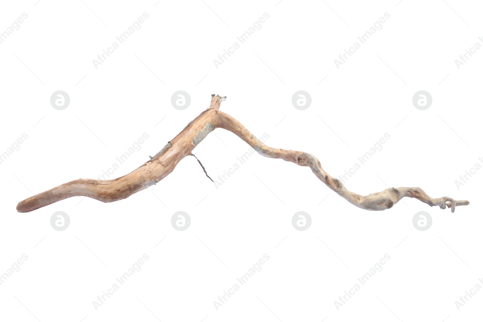 Photo of Old dry tree branch isolated on white, top view