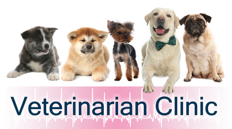 Image of Collage with different dogs and text Veterinarian Clinic on white background