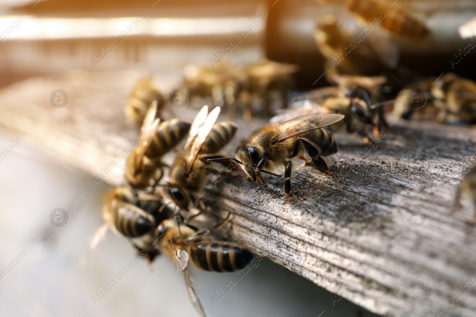 Photo of Closeup view of wooden hive with honey bees on sunny day