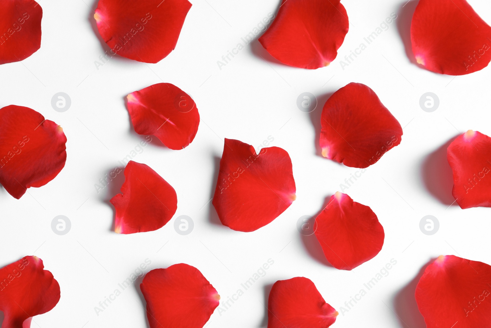 Photo of Red rose petals on white background, top view