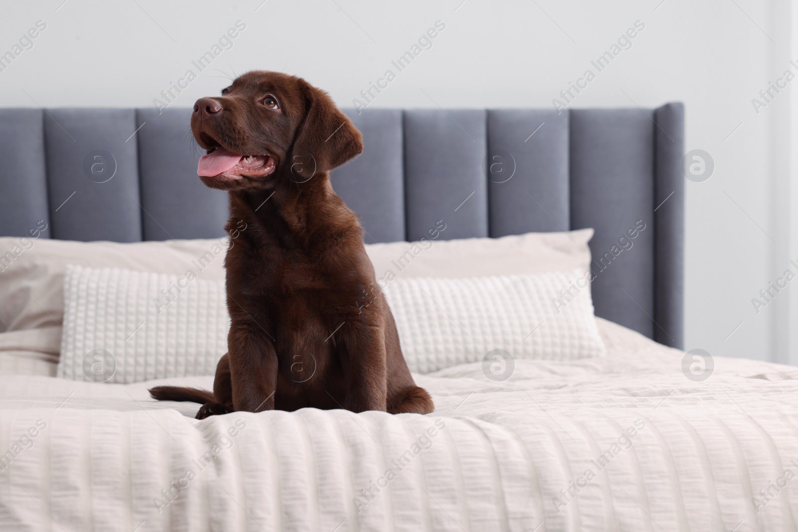 Photo of Cute chocolate Labrador Retriever on soft bed in room. Lovely pet