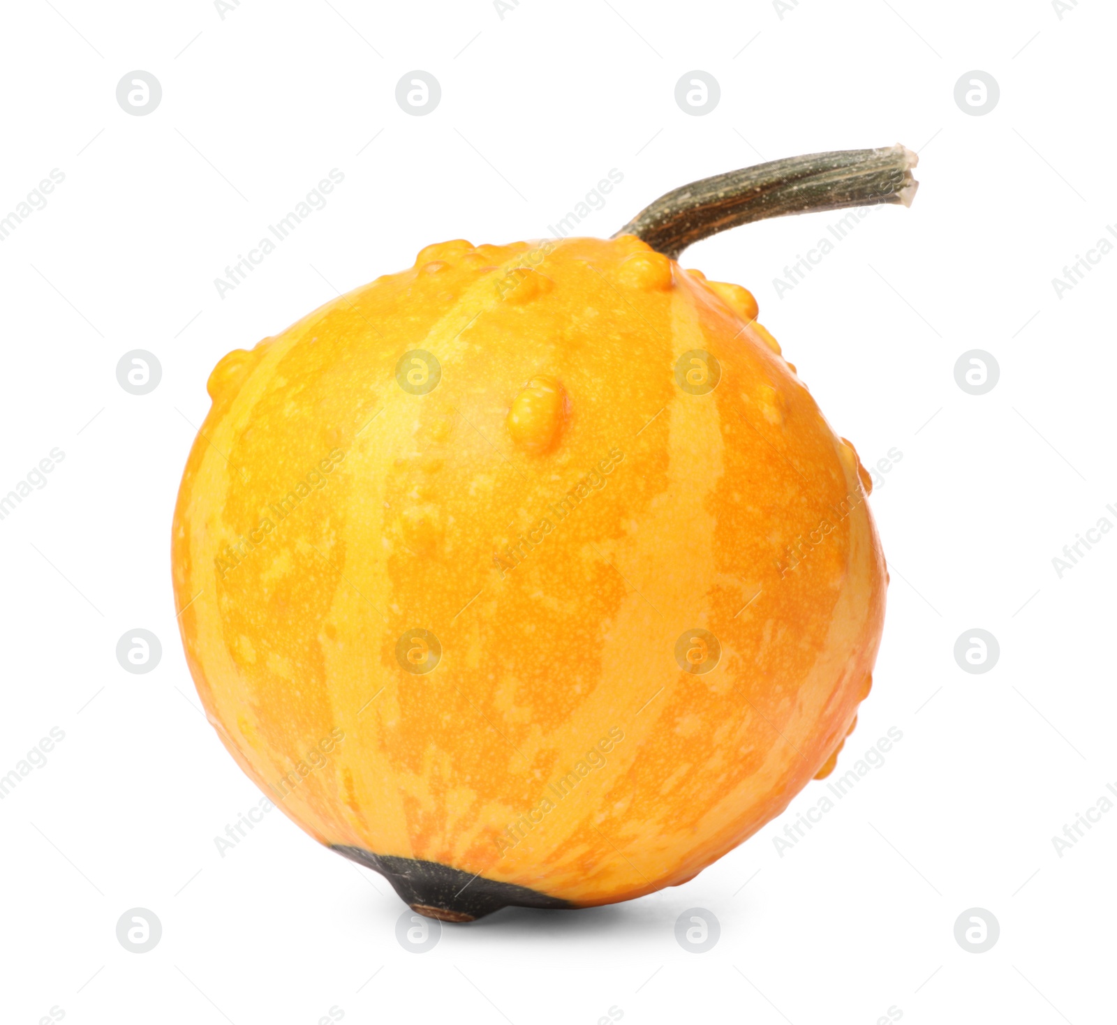 Photo of One fresh orange pumpkin isolated on white