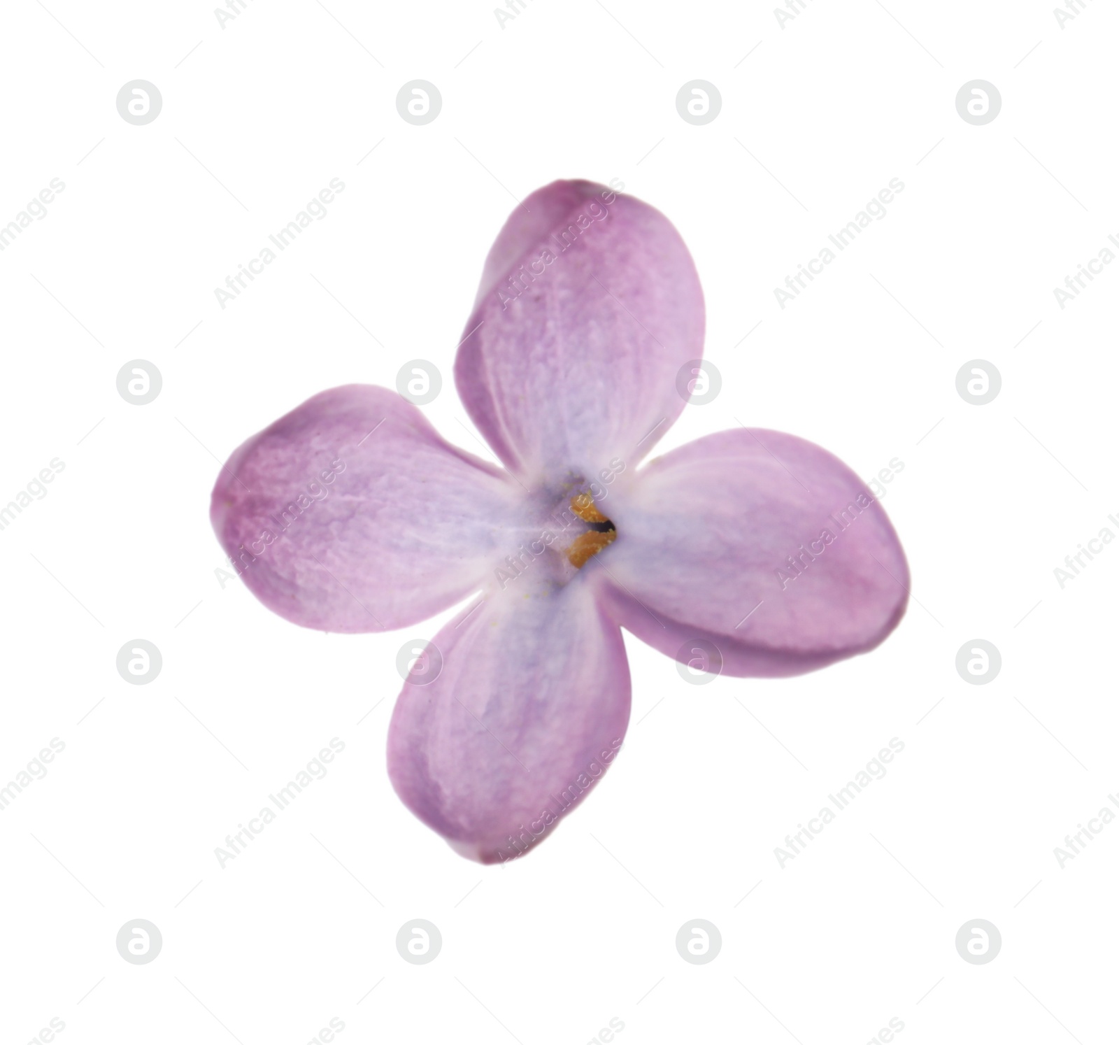 Photo of Beautiful violet lilac blossom isolated on white