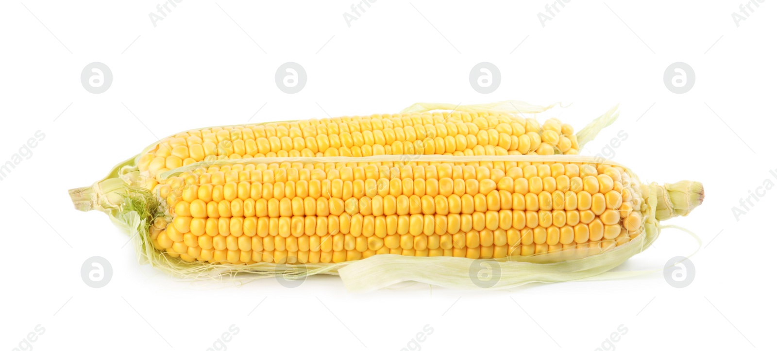 Photo of Ripe raw corn cobs with husk on white background