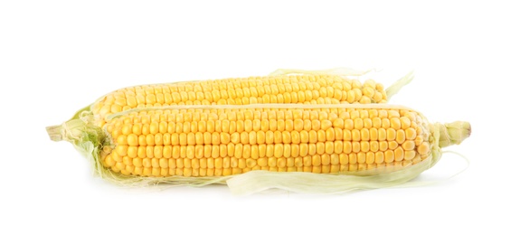 Ripe raw corn cobs with husk on white background