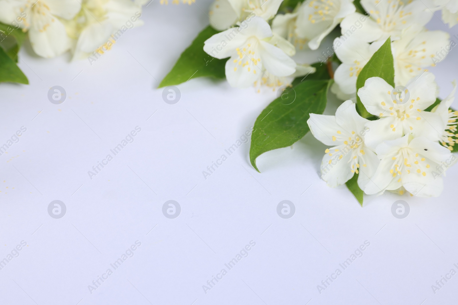 Photo of Beautiful jasmine flowers on white background, closeup. Space for text