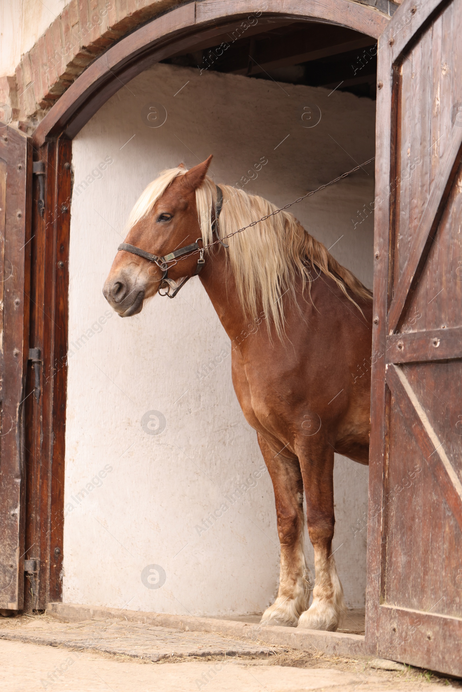 Photo of Adorable horse with bridles in stable. Lovely domesticated pet