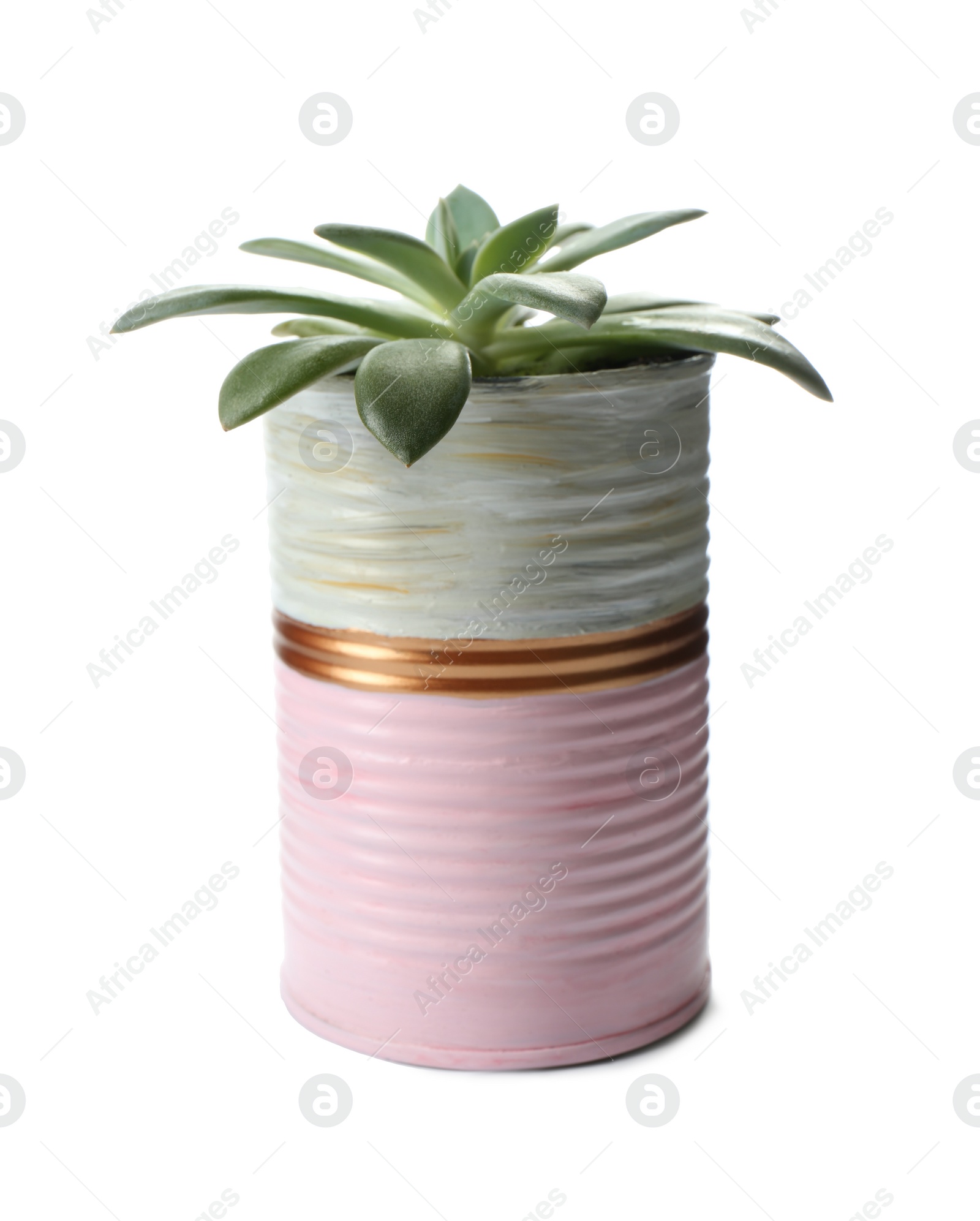 Photo of Beautiful succulent plant in painted tin can isolated on white. Home decor