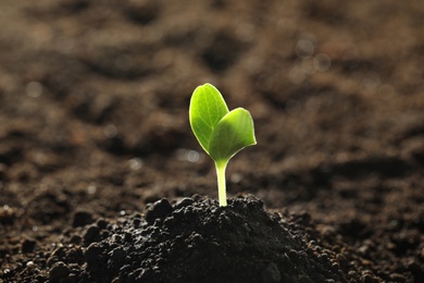 Photo of Young vegetable seedling growing in soil outdoors