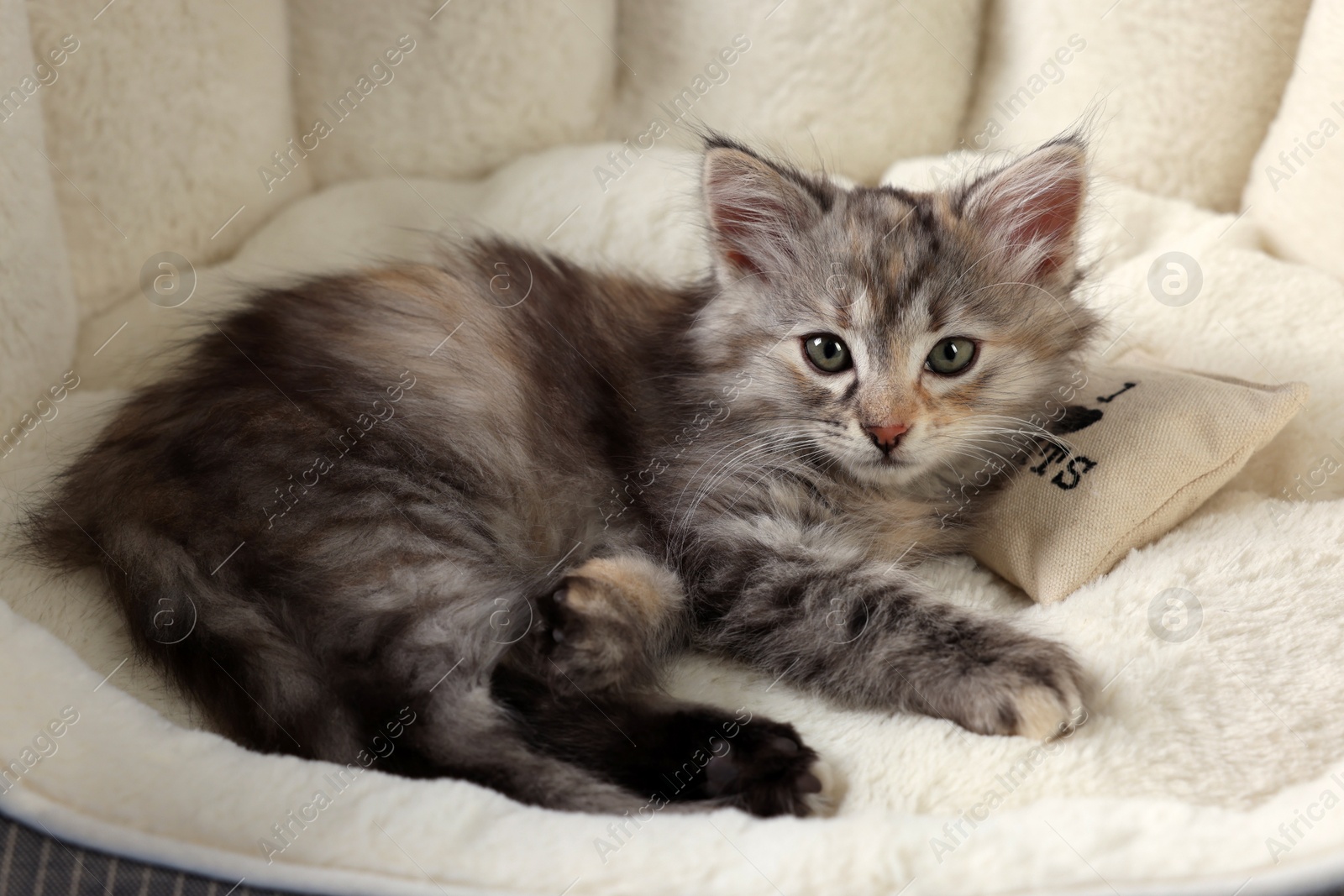 Photo of Cute fluffy kitten with small pillow resting on pet bed