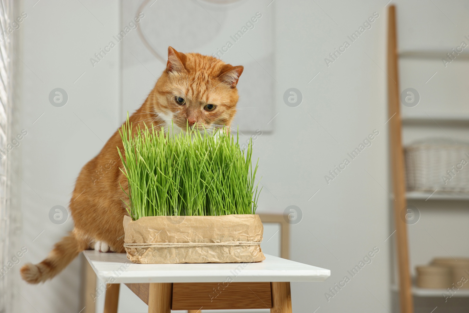 Photo of Cute ginger cat and potted green grass on white table indoors, space for text