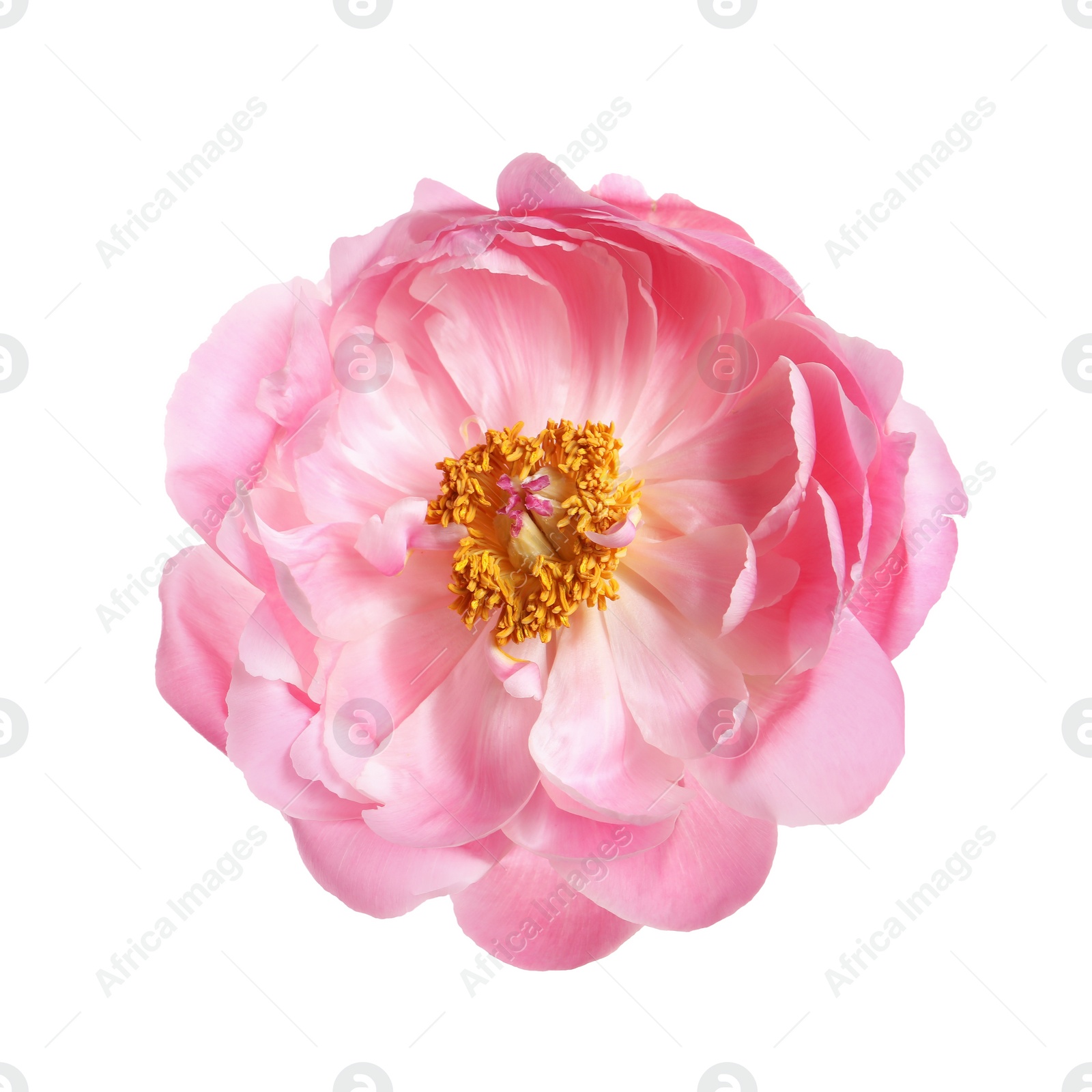 Photo of Beautiful pink peony flower isolated on white