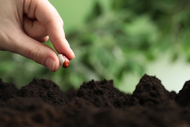 Photo of Woman putting bean into fertile soil against blurred background, closeup with space for text. Vegetable seed planting
