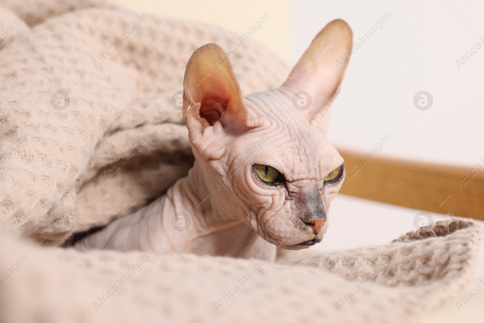 Photo of Beautiful Sphynx cat wrapped in soft blanket at home, closeup. Lovely pet