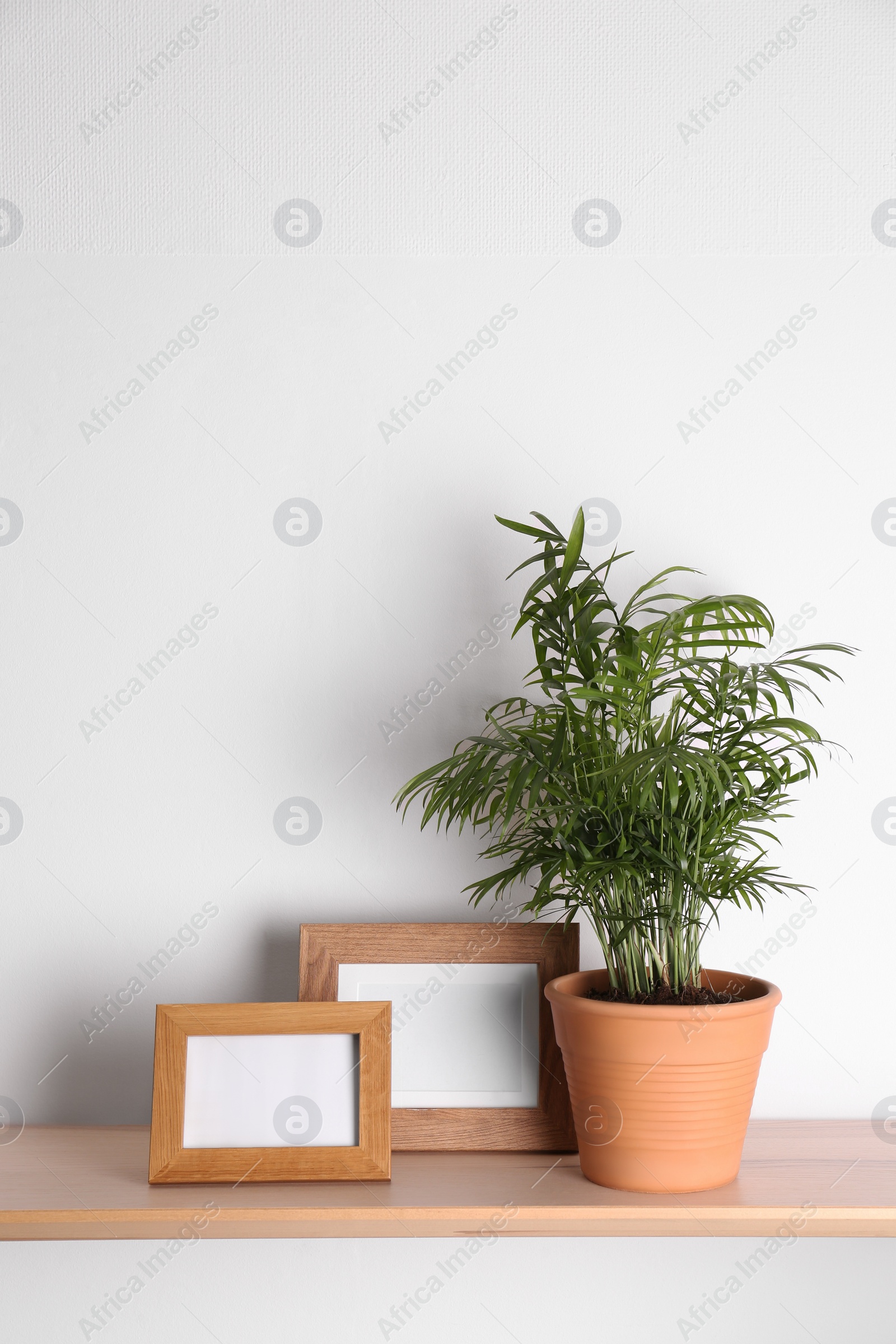 Photo of Wooden shelf with beautiful green houseplant and photo frames on white wall