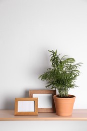 Wooden shelf with beautiful green houseplant and photo frames on white wall